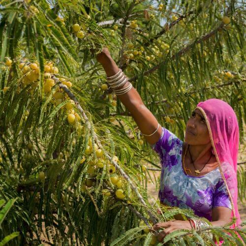 3. Women Have Turned to Amla for Generations